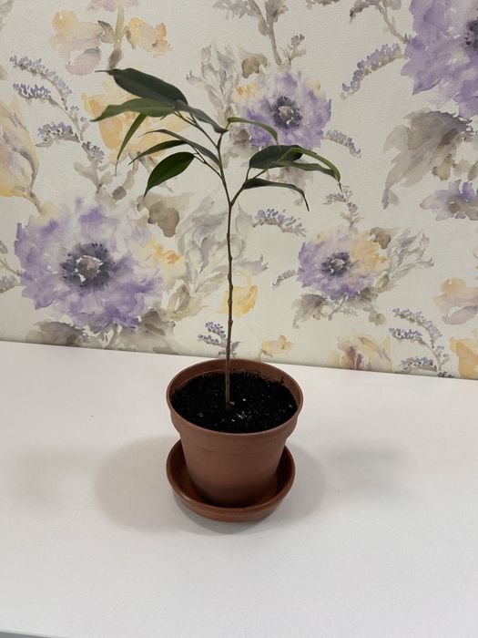 Фикус бенджамена