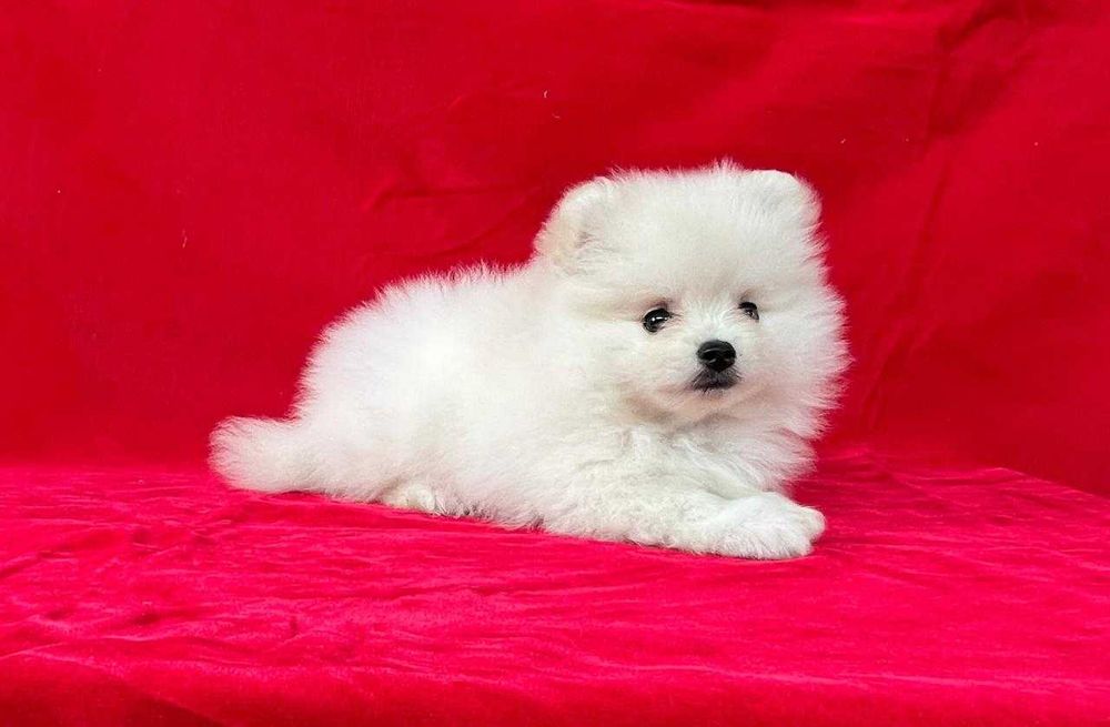 Немецкий  шпиц  .  С документами . Белая девочка.