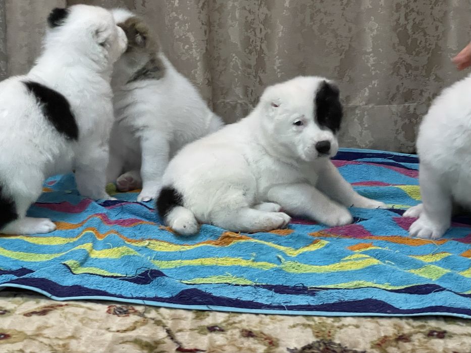 Продам шикарных алабайчиков ( девочки)