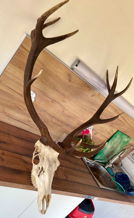 Рога на благороден елен - трофей