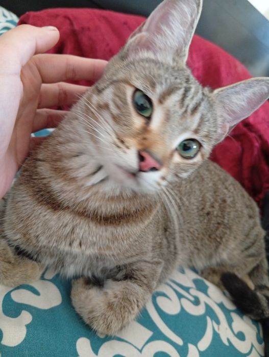 Кошка/котята домашние