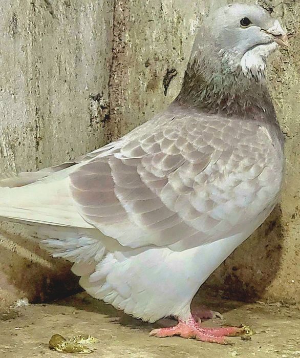 Disponibili  voiajori standard de frumusete