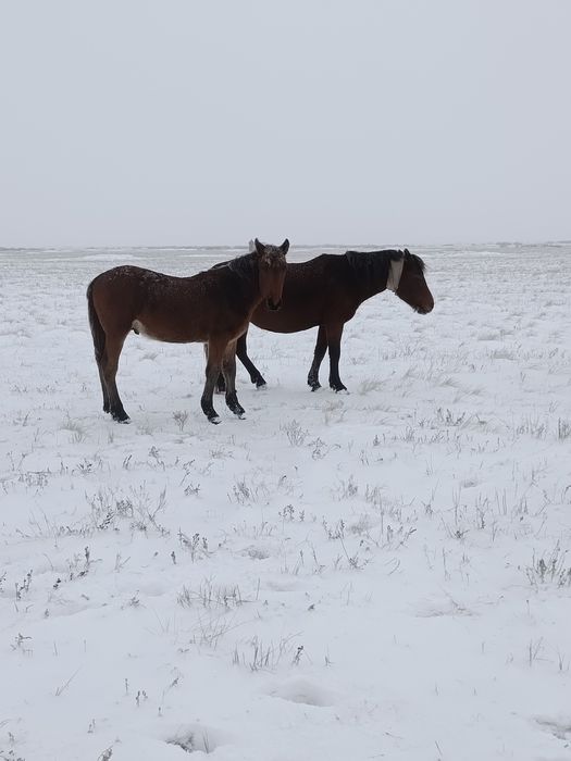 Соғымға жабағы..