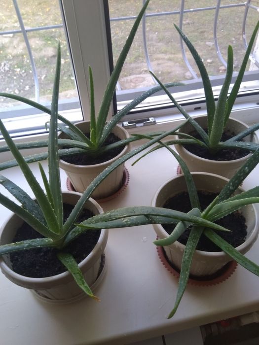 Алоэ Вера (столетник) лечебный