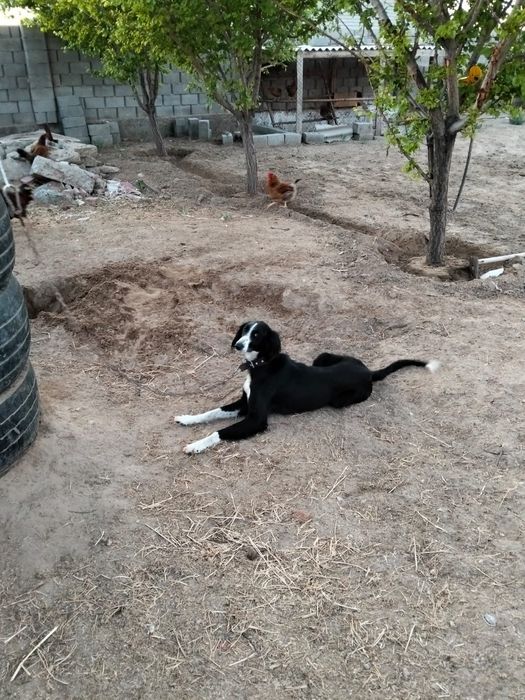 Тазы ит бір жас сатылады