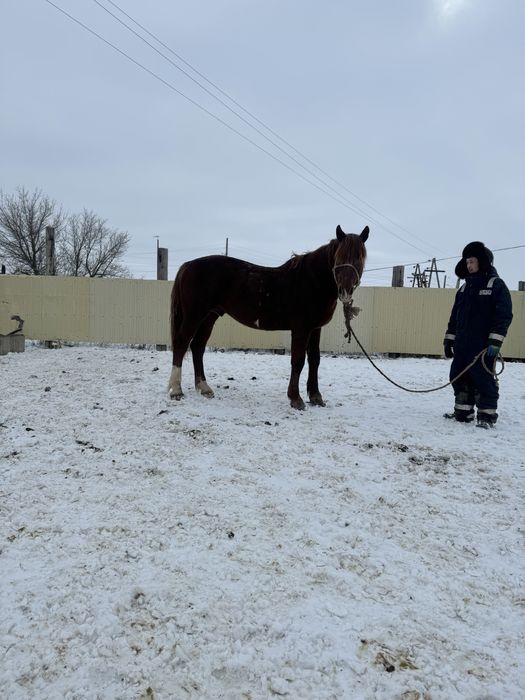 Айгыр сатылады Кушум
