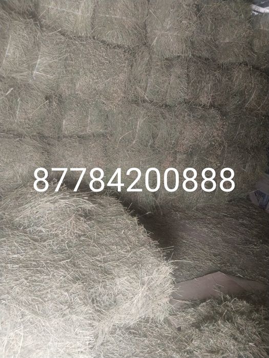 Жоңышқа сатамын түк люцерна