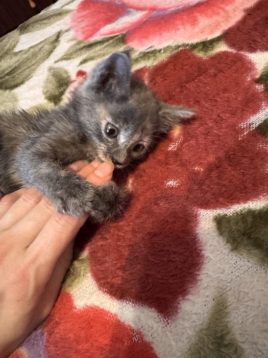 Котенок в добрые руки. Очень красивая девочка