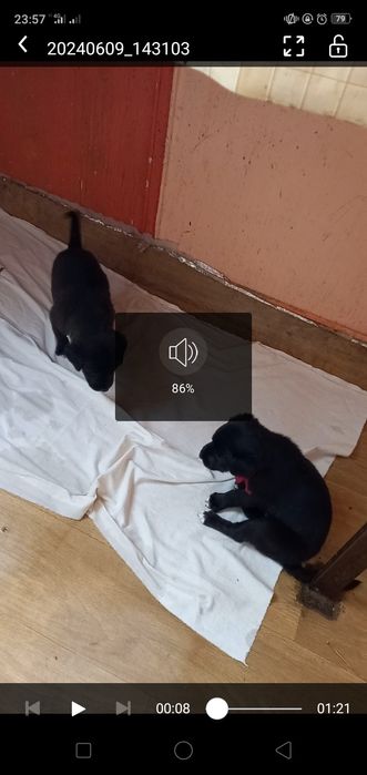 Отдам щенков за продукты питания .