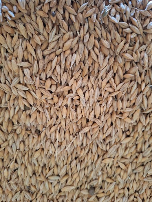 Арпа / ячмень   Байшешек кормавои