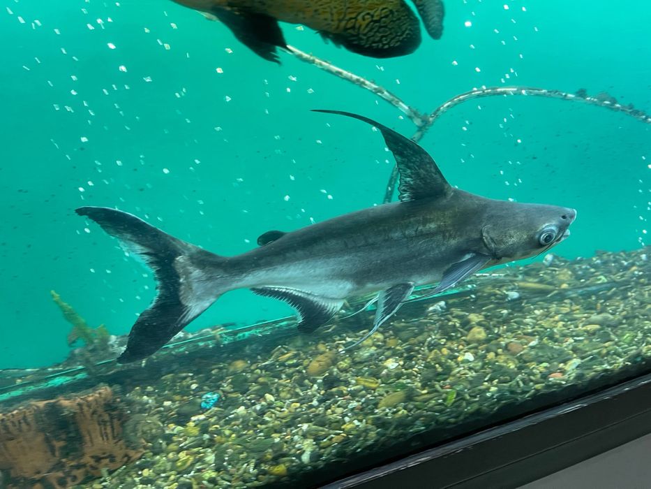 Аквариум учун балик