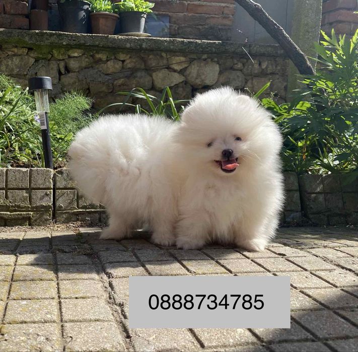 Померан померани мини