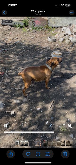 Питбуль 30000 сука……………………………………………………………………………………………………………………………………..