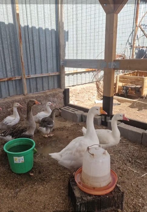 Продаются суточные гусята