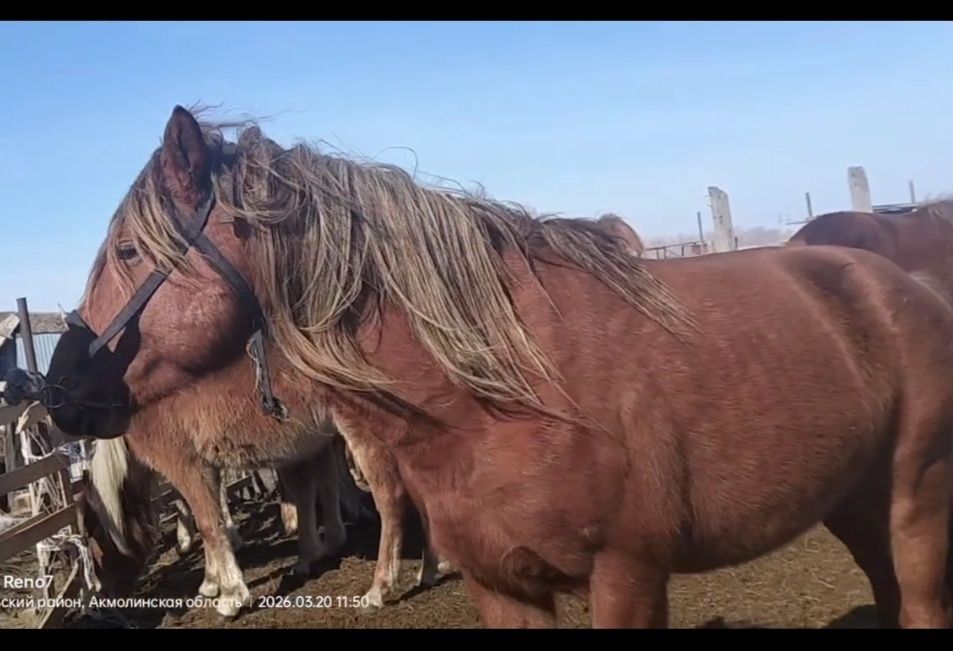 Жуас 10 жасар айғыр сатылады