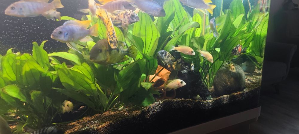 Эхинодорусы детки и взрослые