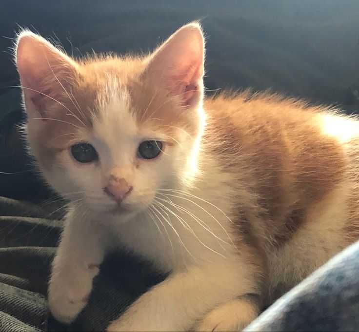 Котята красивые в добрые руки, отдам