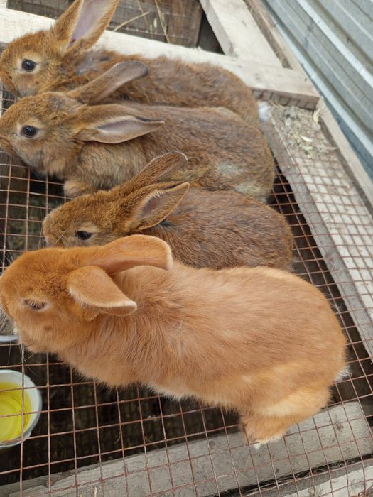 Продаётся кролики