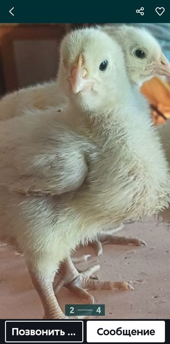 Срочно продам 20 подосщеных бройлеров.