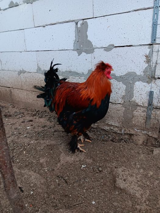 Cocosi metiși de vânzare