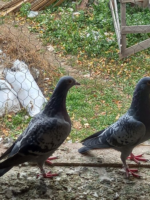 Pui voiajori tardivi