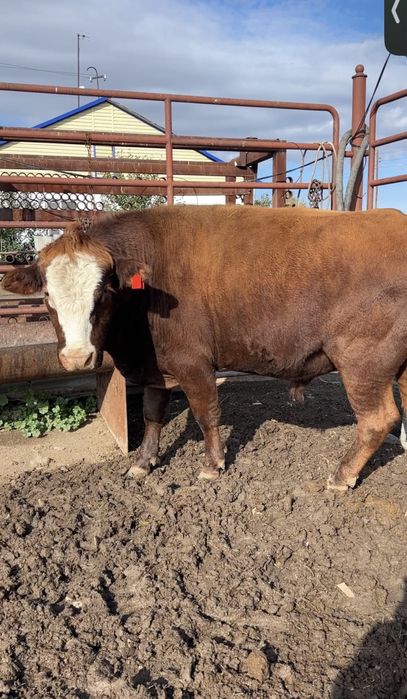 Бык производитель 2.5 года