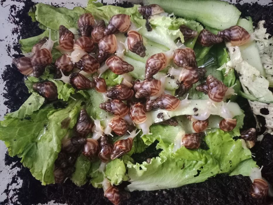 ulitka Sotiladi Ahatina paroda