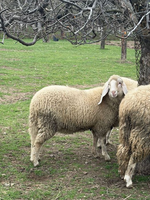 Vindem miei, berbecuti,oi, berbeci bergamasca