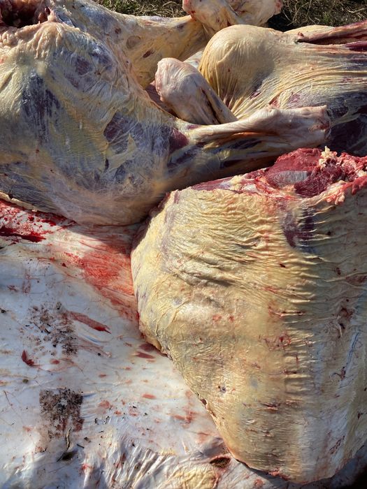 Соғым туша крс !!