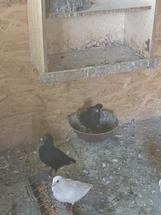 Porumbei voiajori albi