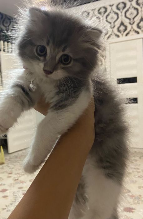 Отдаю котенка девочка