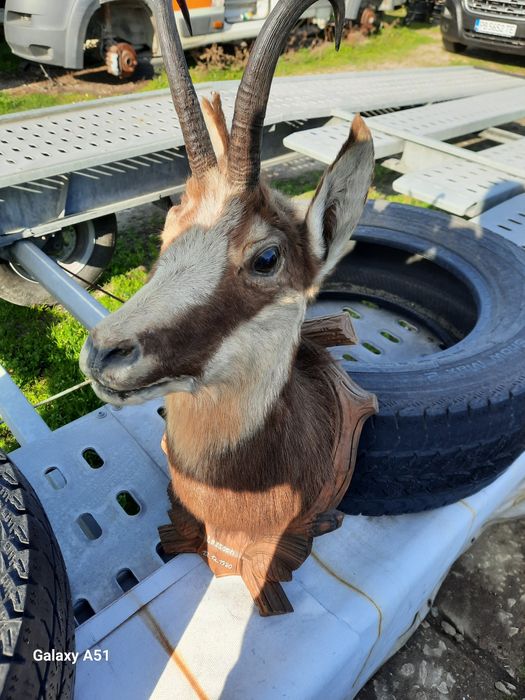 Голям трофей от коза