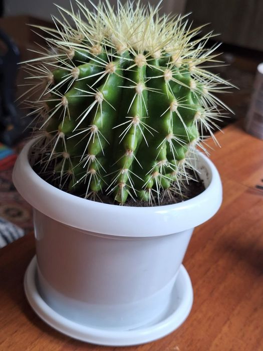 Продам     кактусы