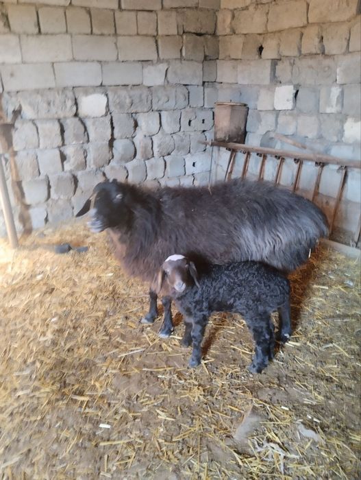 Quylar va Bolalari sotiladi bolasi quchqor