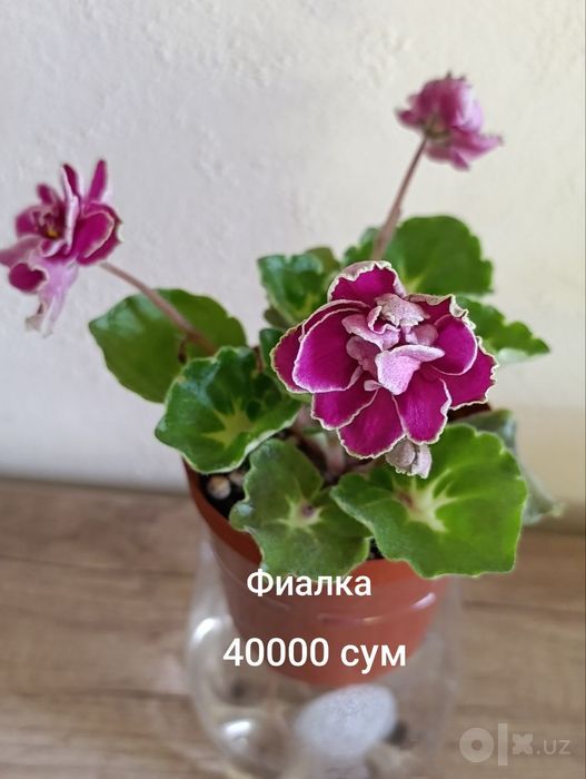 Продаются фиалки