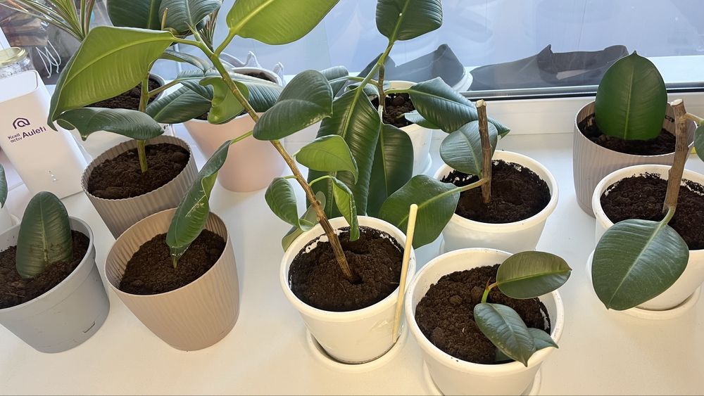 Фикусы продается