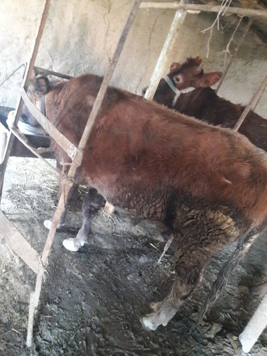 Yem yep turgan kal buqamiz sotiladi