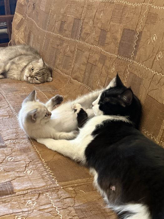Отдаём котёнка в добрые руки