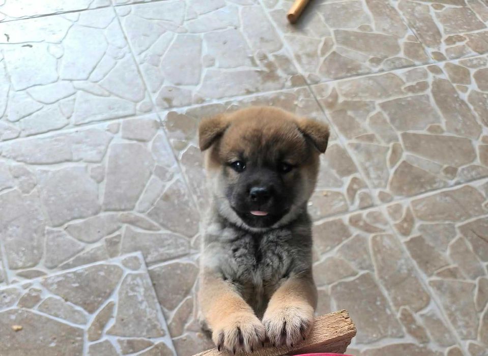 Vand pui shiba inu