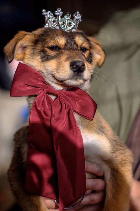 Отдам щенков в хорошие руки