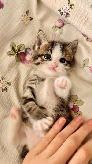 Котята мальчик и девочки