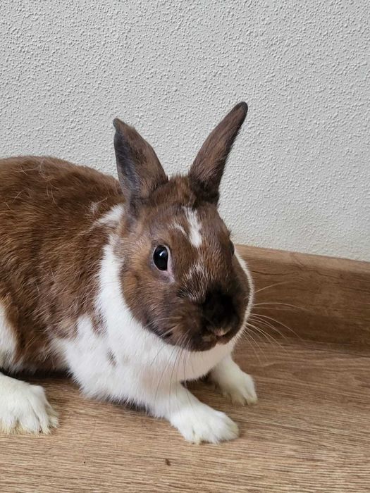 Декоративные кролики