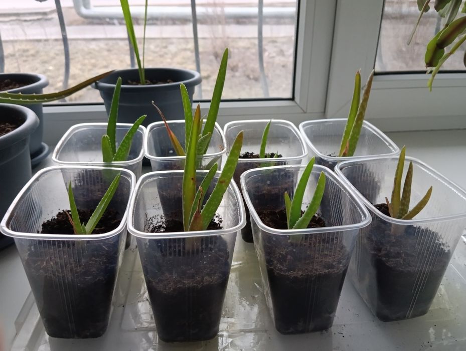 Продам растения Алоэ Вера