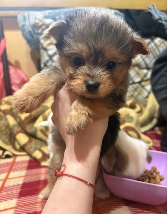 Четири малки здрави кученца