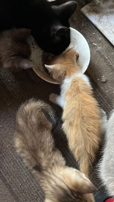 ОТдам котят в добрые руки