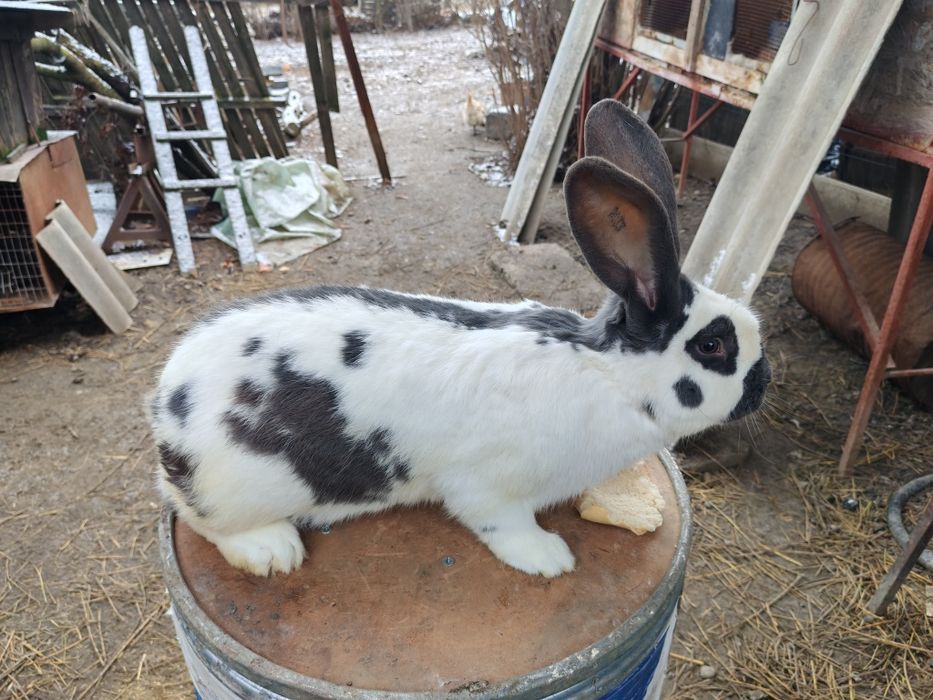 Mascul fluture pestriț pe albastru