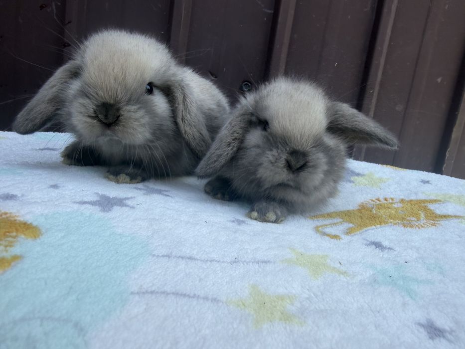 Vand pui de iepure berbec pitic holland lop