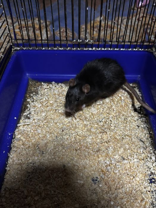 Отдаю  крыс  одна дамбо,вторая нет