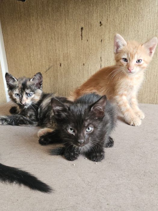 Отдам котят в хорошие руки