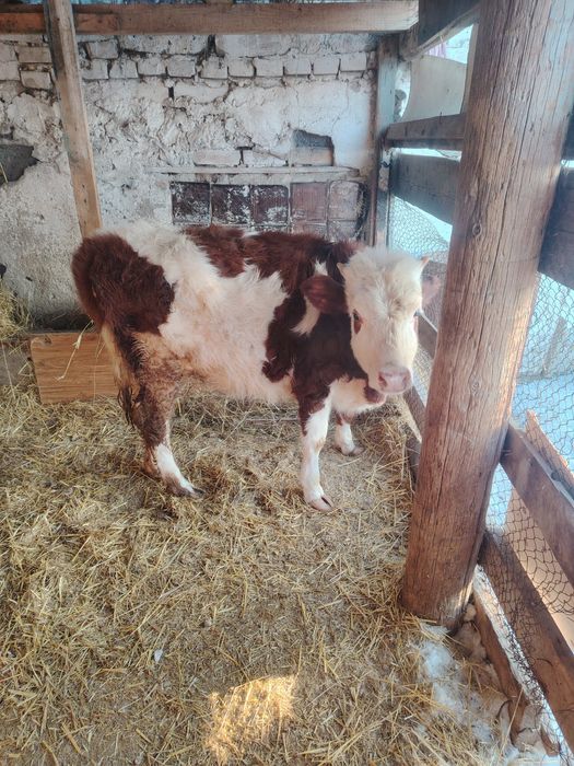 Ұрғашы  қашар сатылады